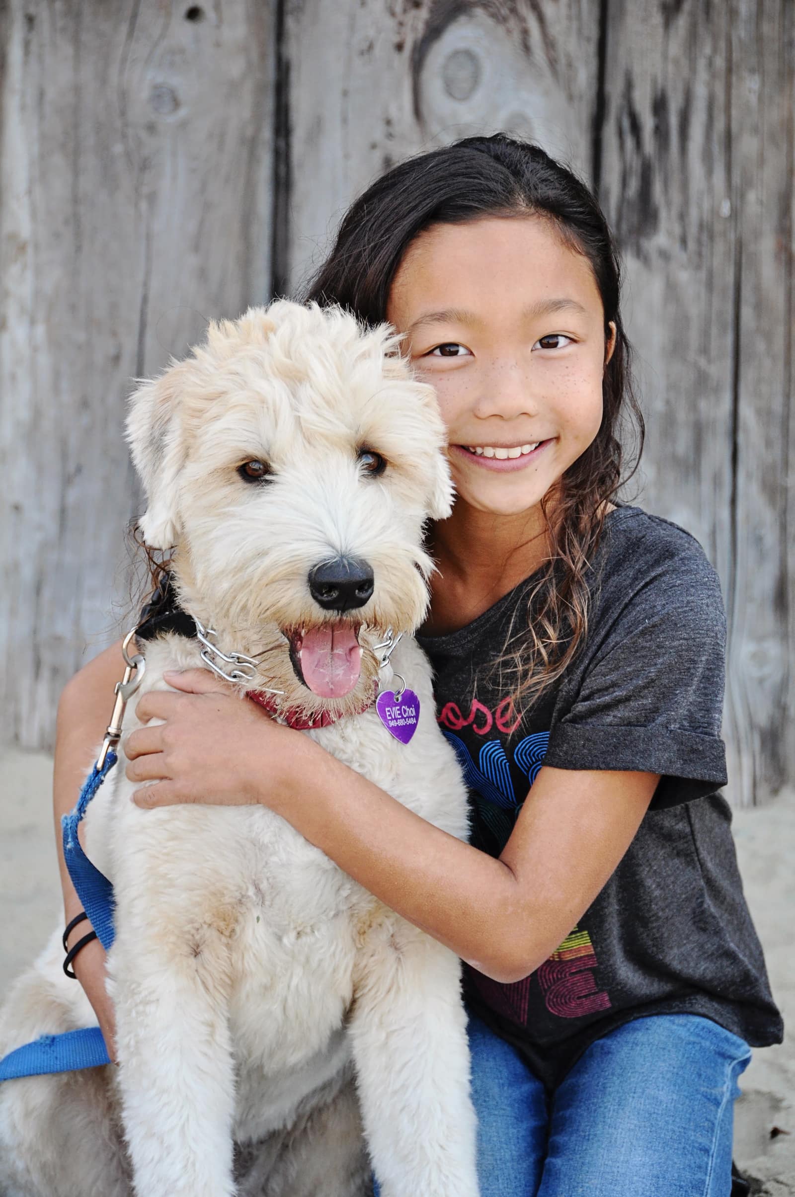 Evie the Soft Coated Wheaten Terrier at the beach with the family