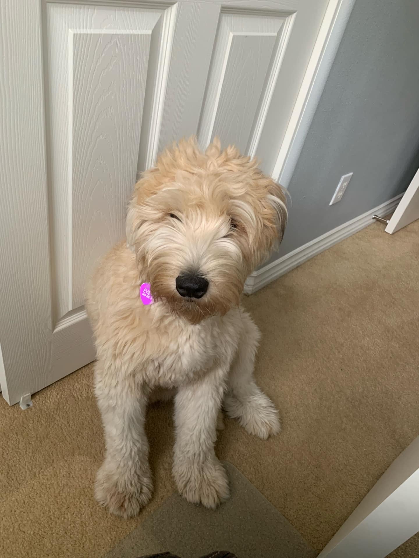 Young Evie as a puppy
