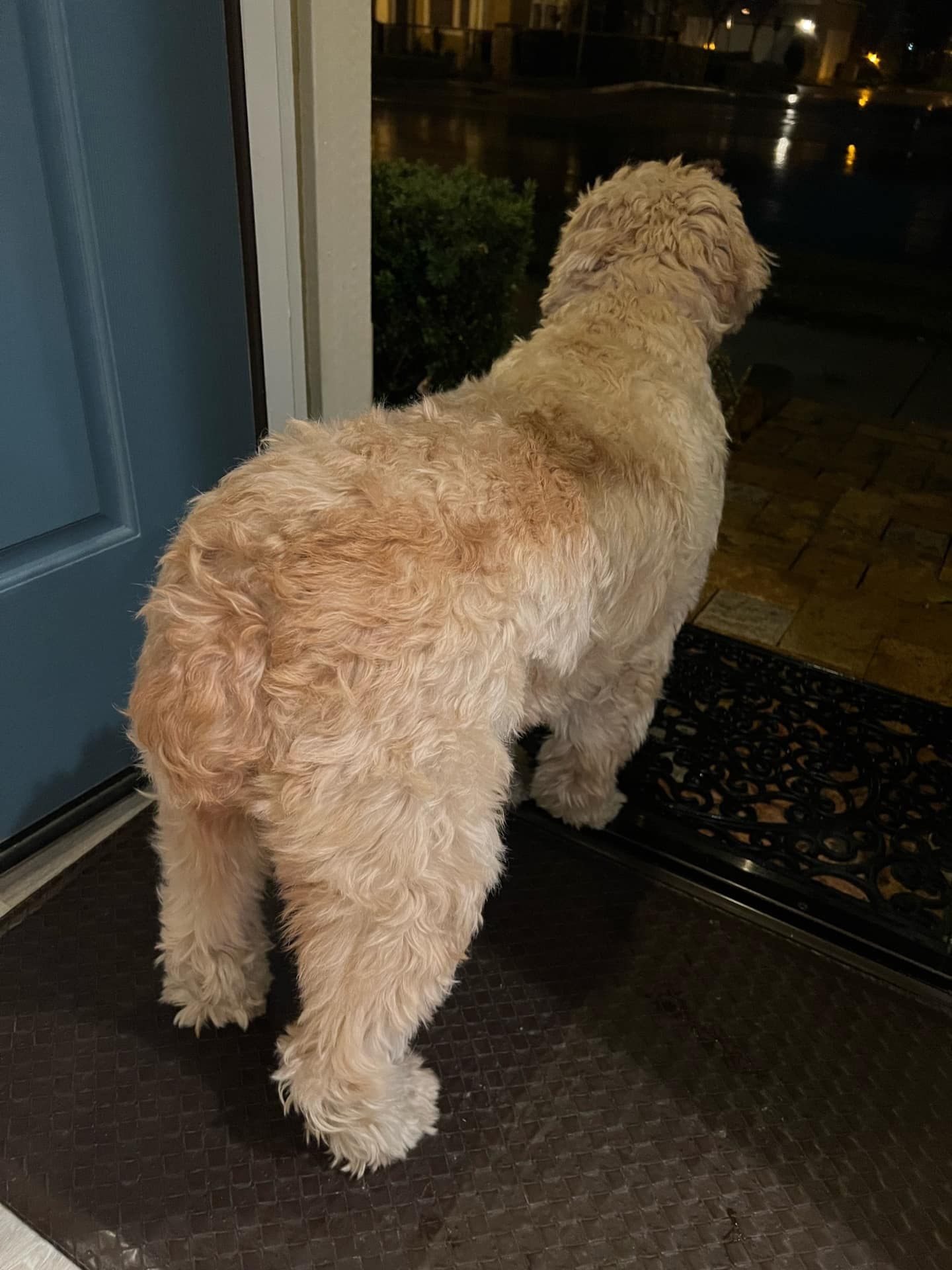 Evie looking out the front door at night