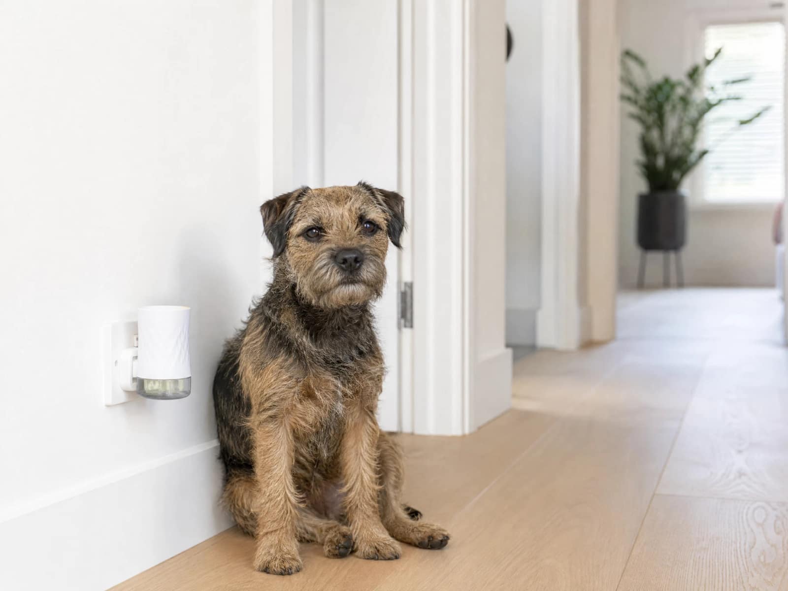 Adaptil Calm Home Diffuser for Dogs
