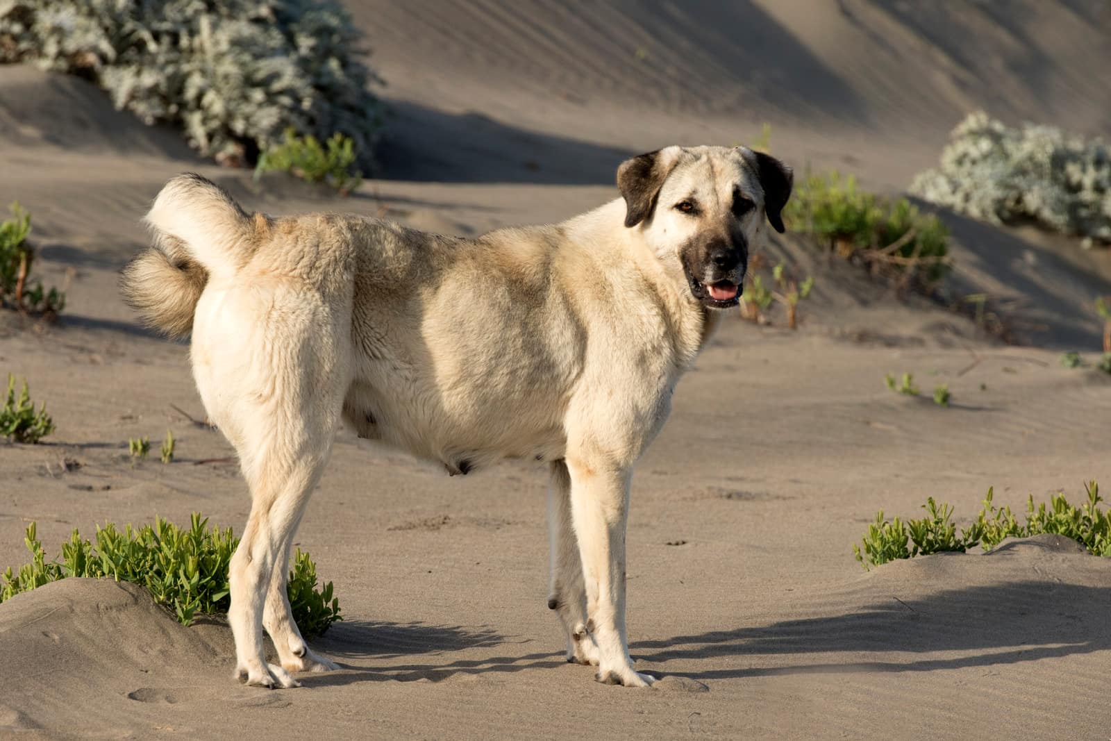 Anatolian Shepherd