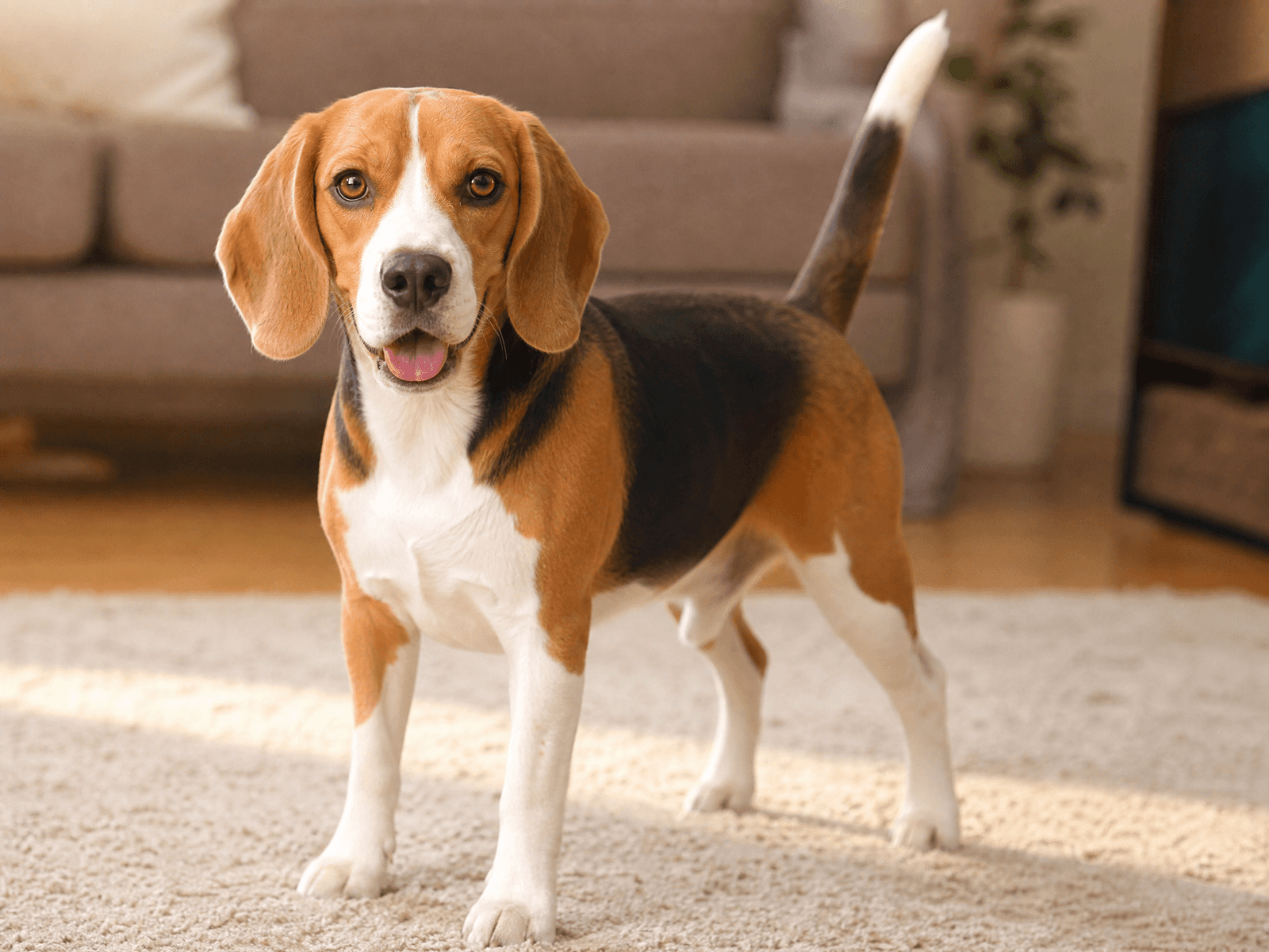 Beagle