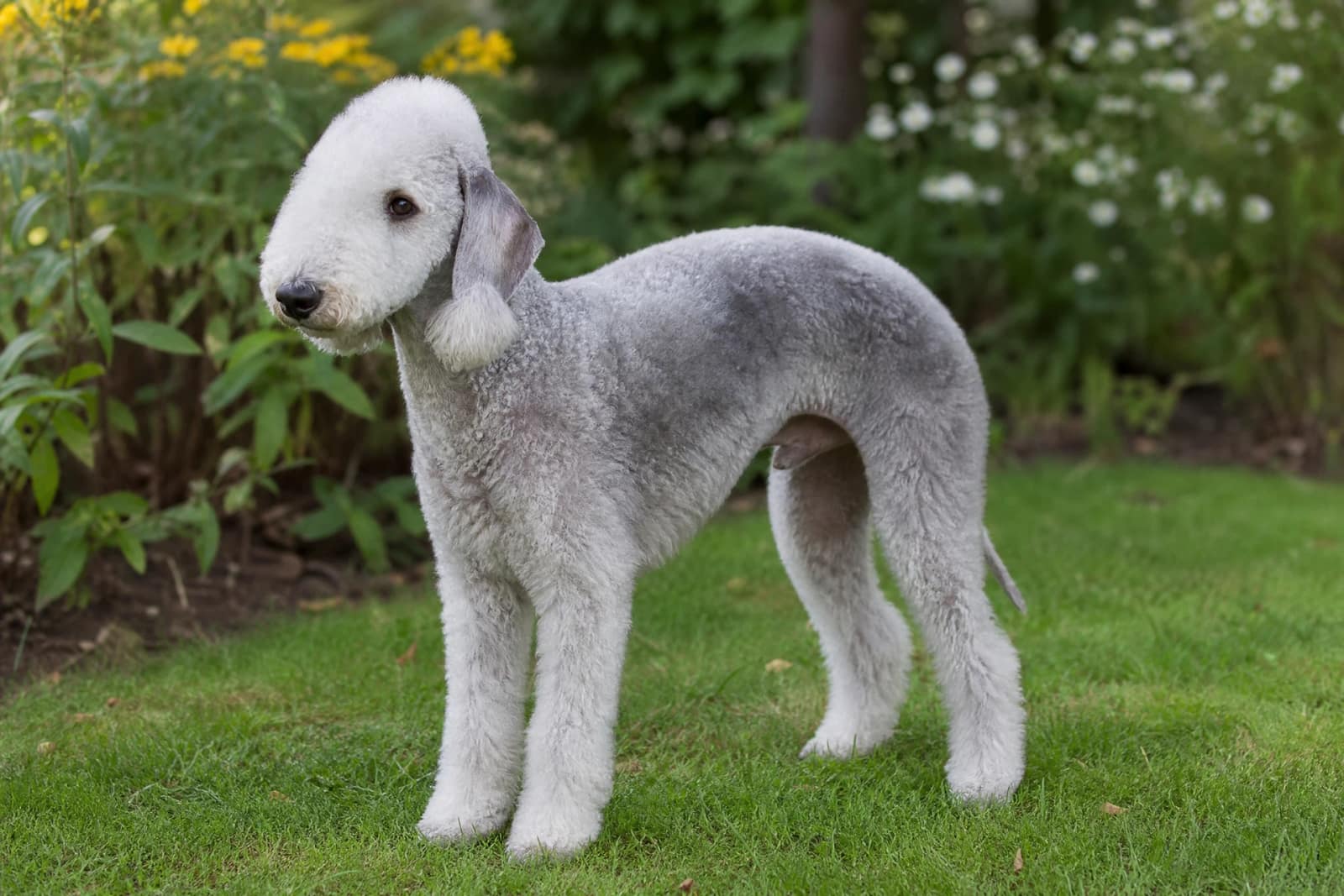 Bedlington Terrier