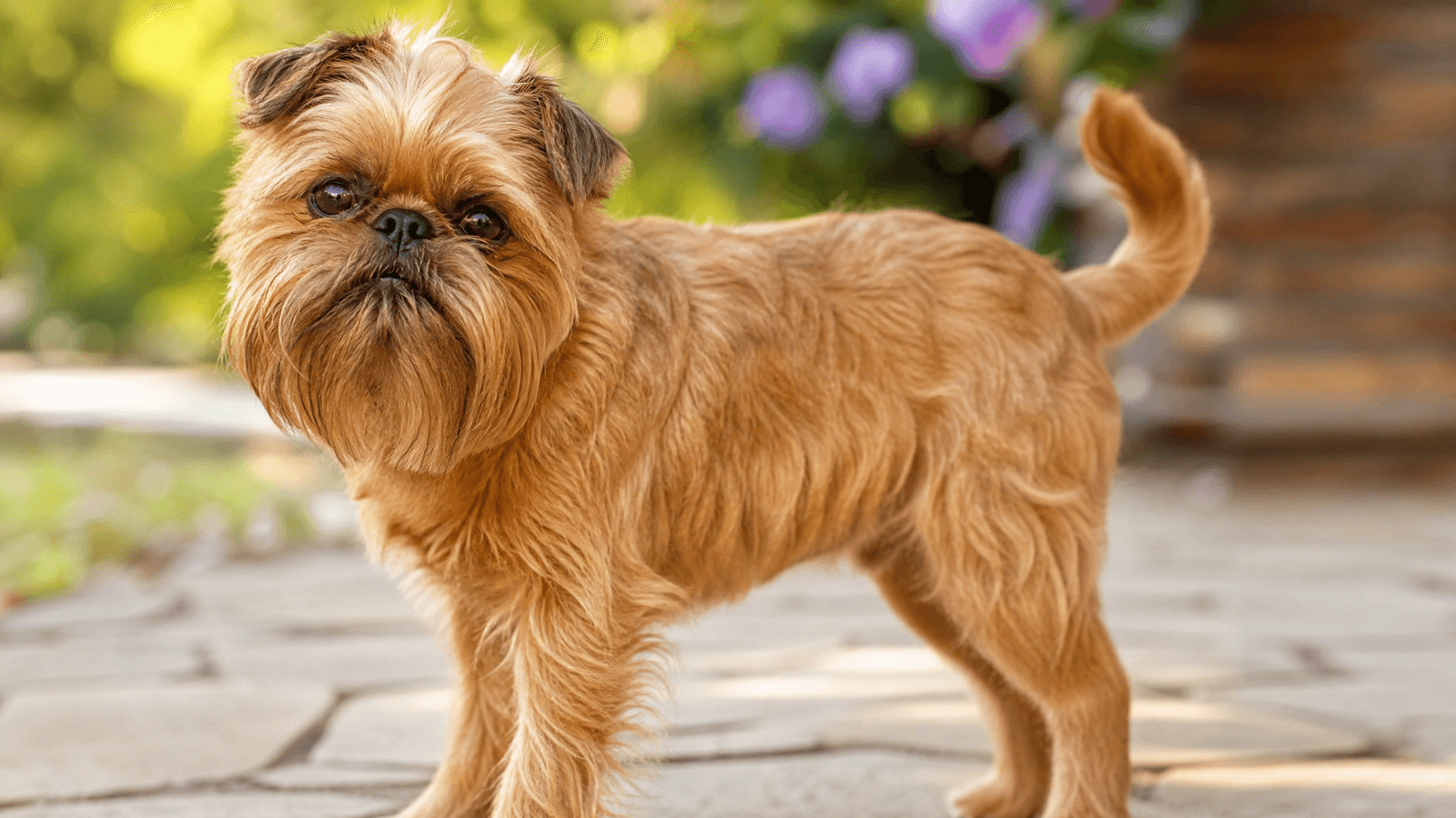 Belgian Griffon