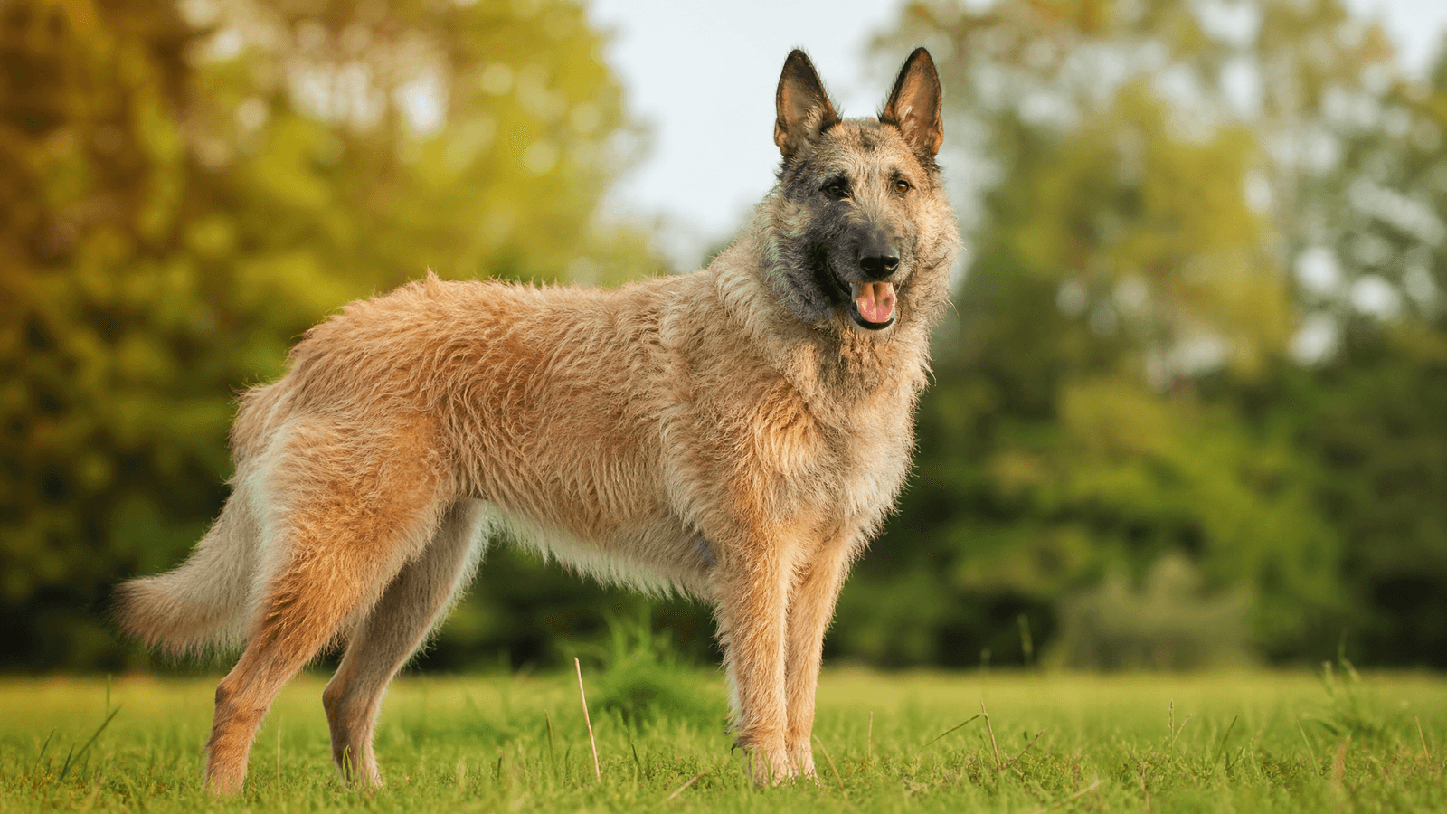 Belgian Laekenois