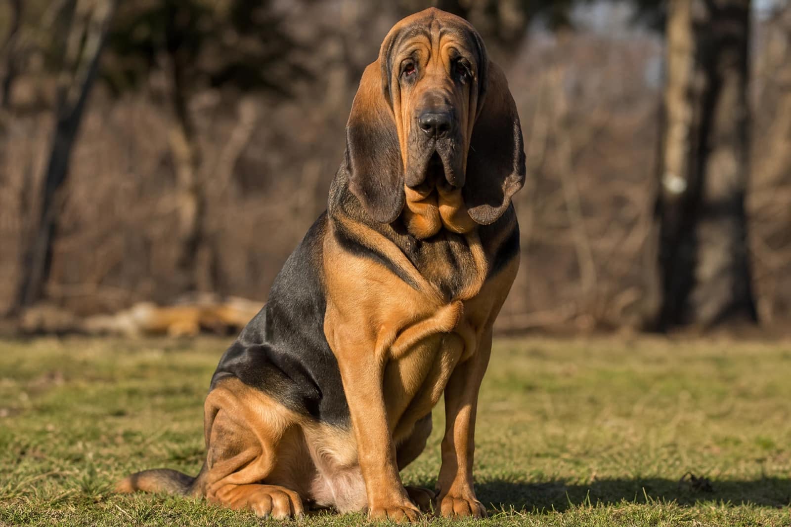 Bloodhound