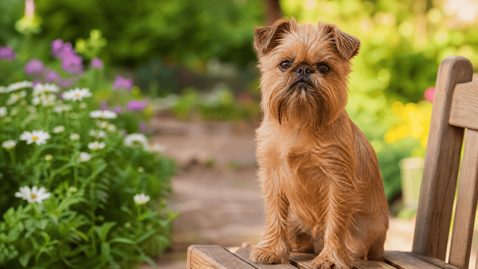 Brussels Griffon