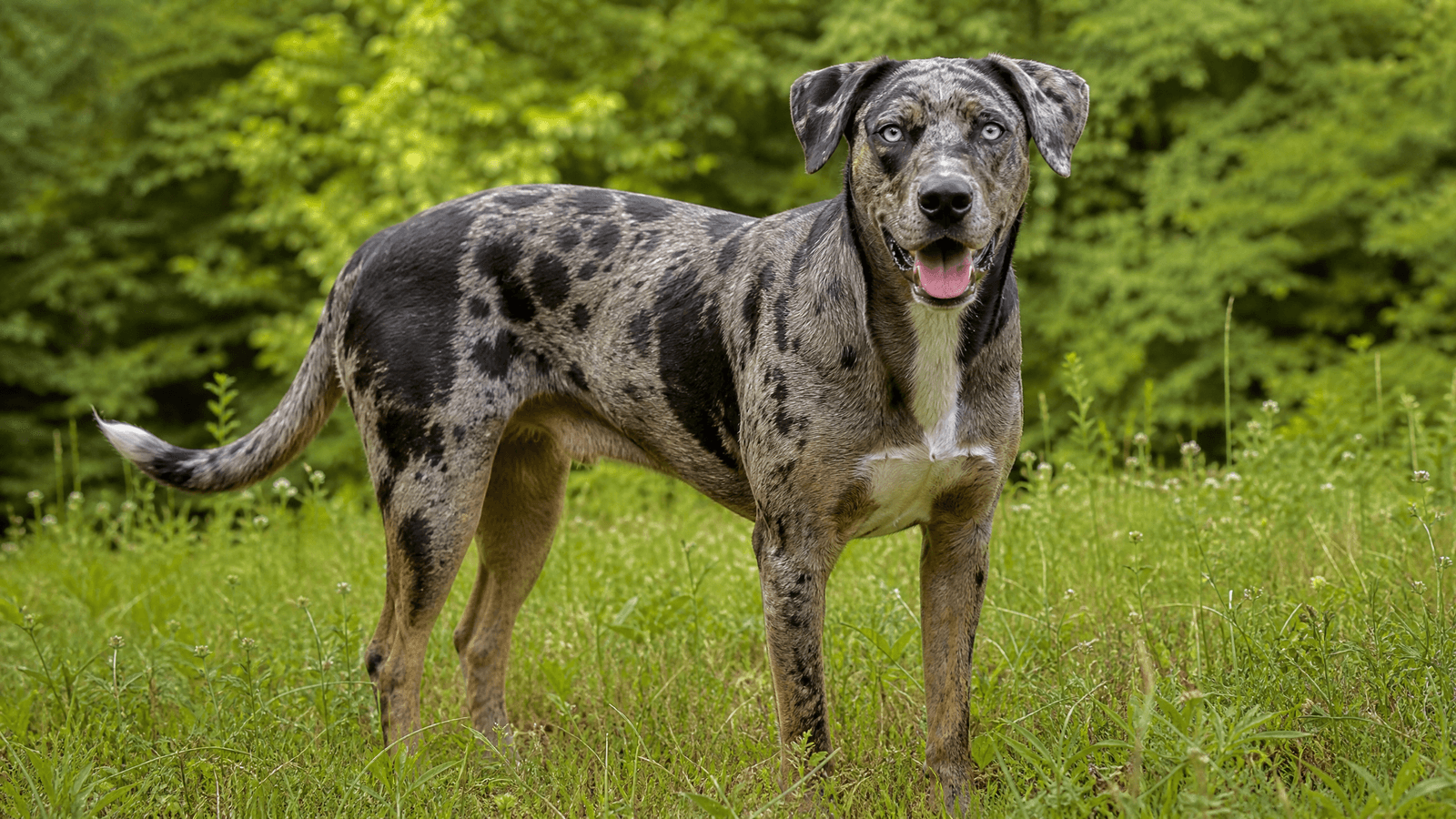 Catahoula Leopard Dog
