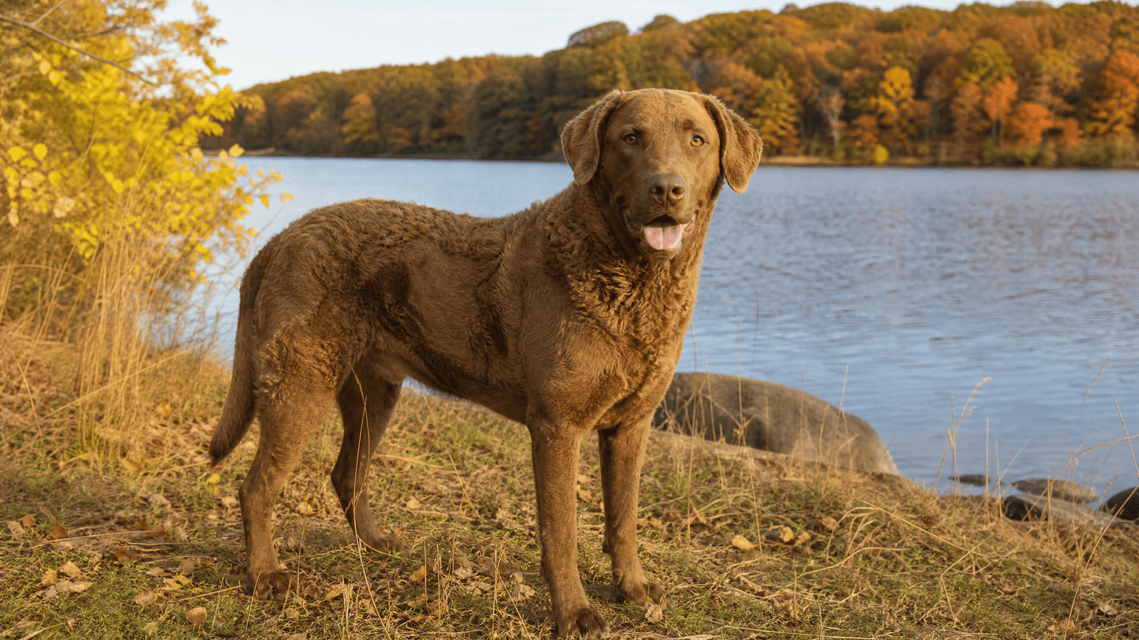 Chesapeake Bay Retriever