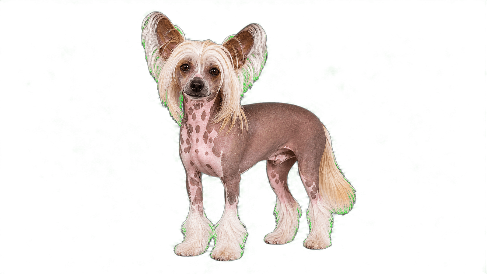 Chinese Crested
