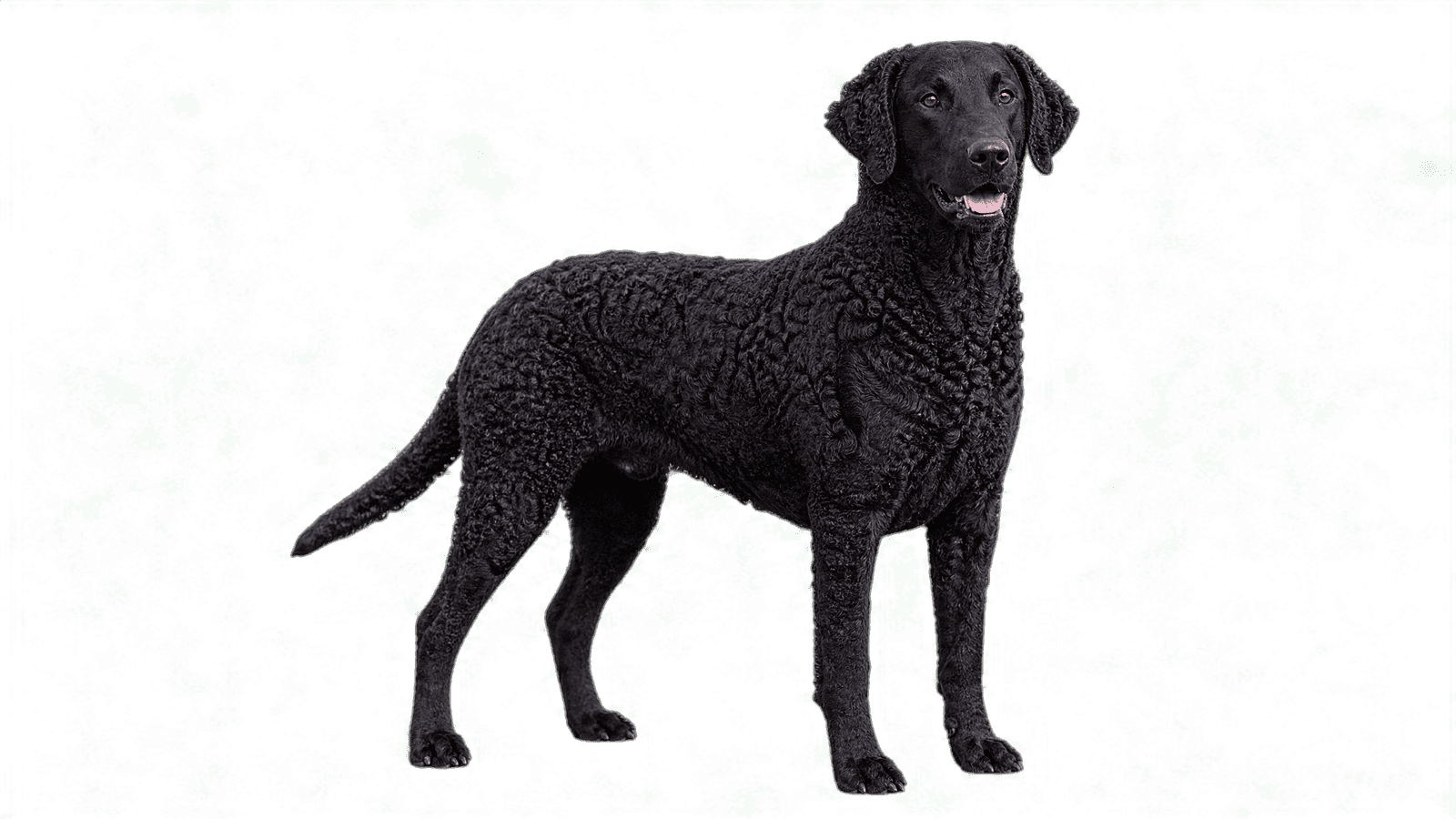 Curly-Coated Retriever