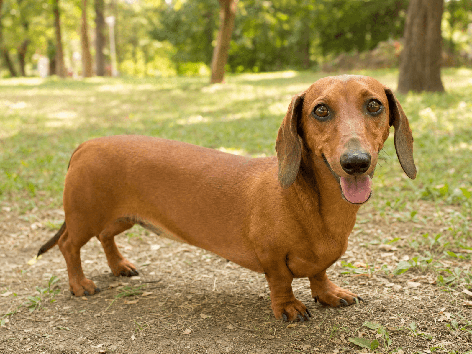 Dachshund