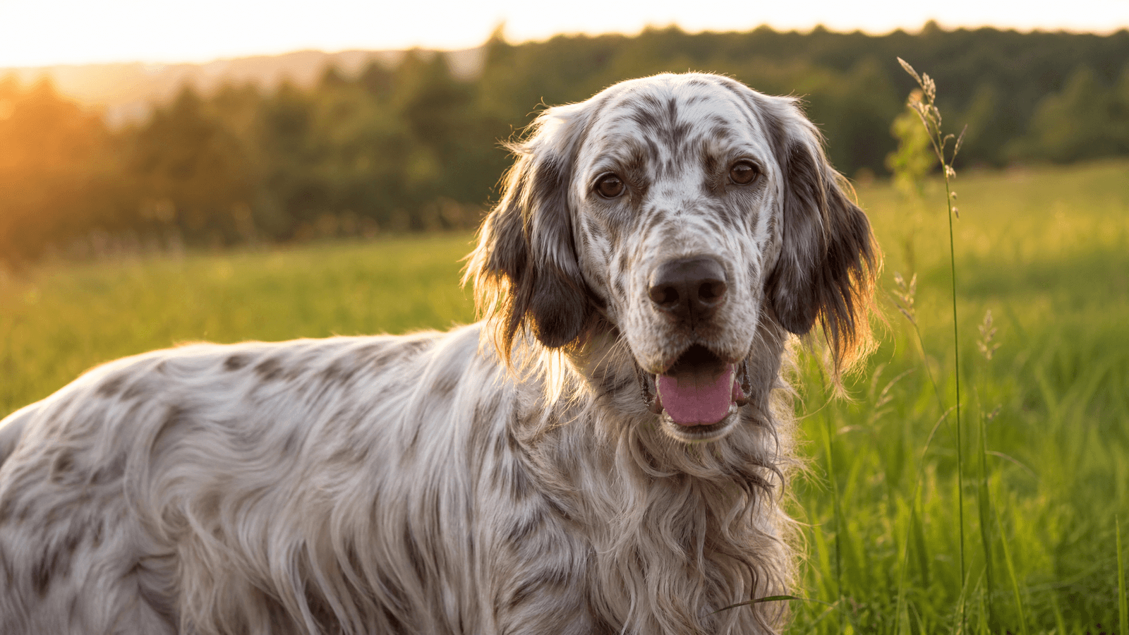 English Setter