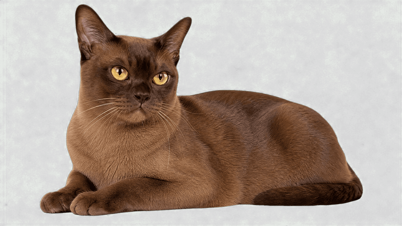 European Burmese