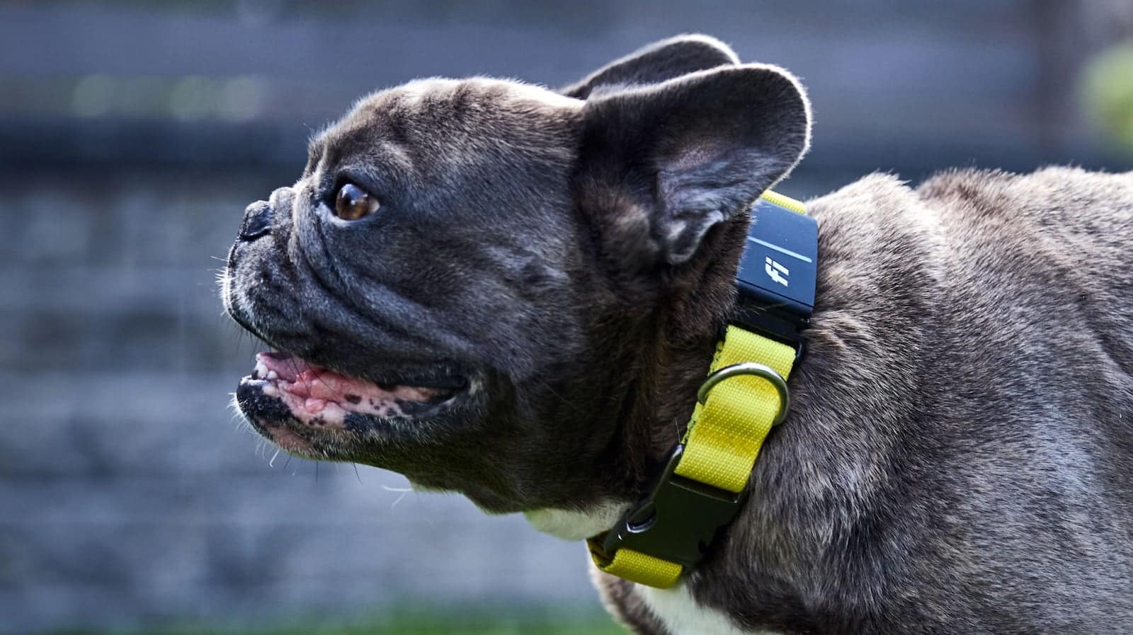 Fi Series 3+ Smart GPS Dog Collar view 2