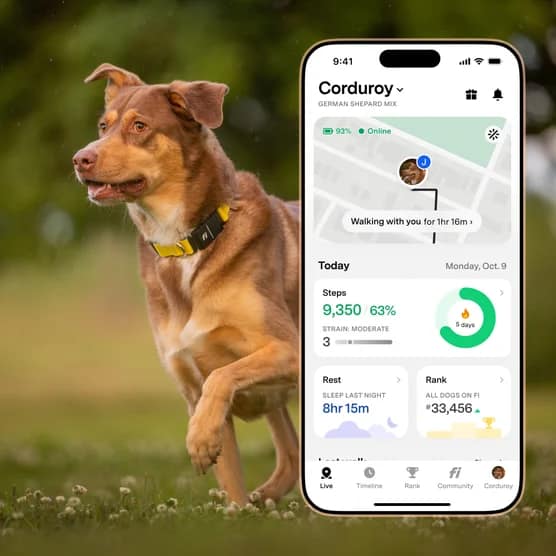 Fi Series 3+ Smart GPS Dog Collar view 3