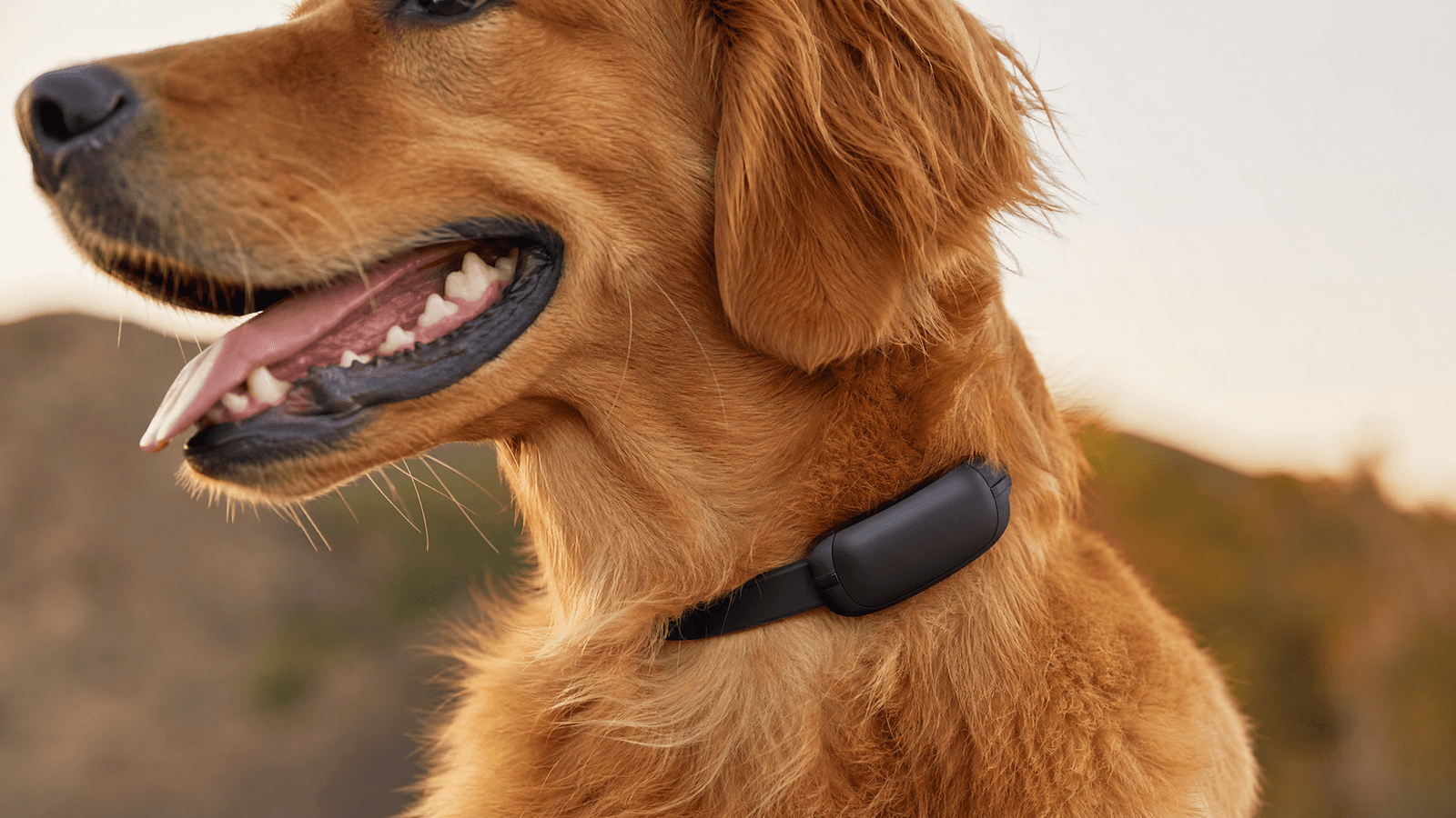 Fi Series 3+ GPS Dog Collar Review: Premium Worth the Price?