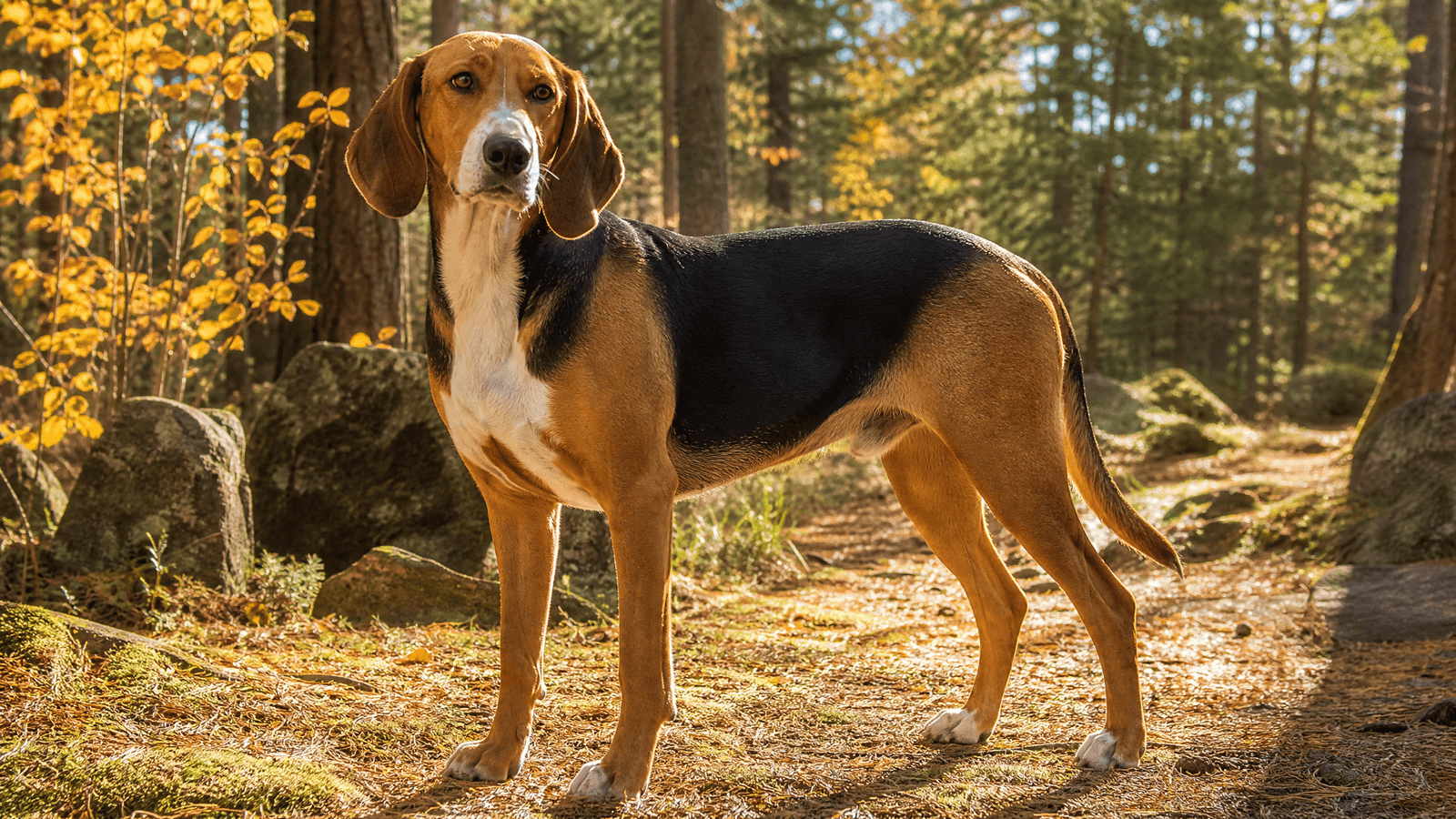 Finnish Hound