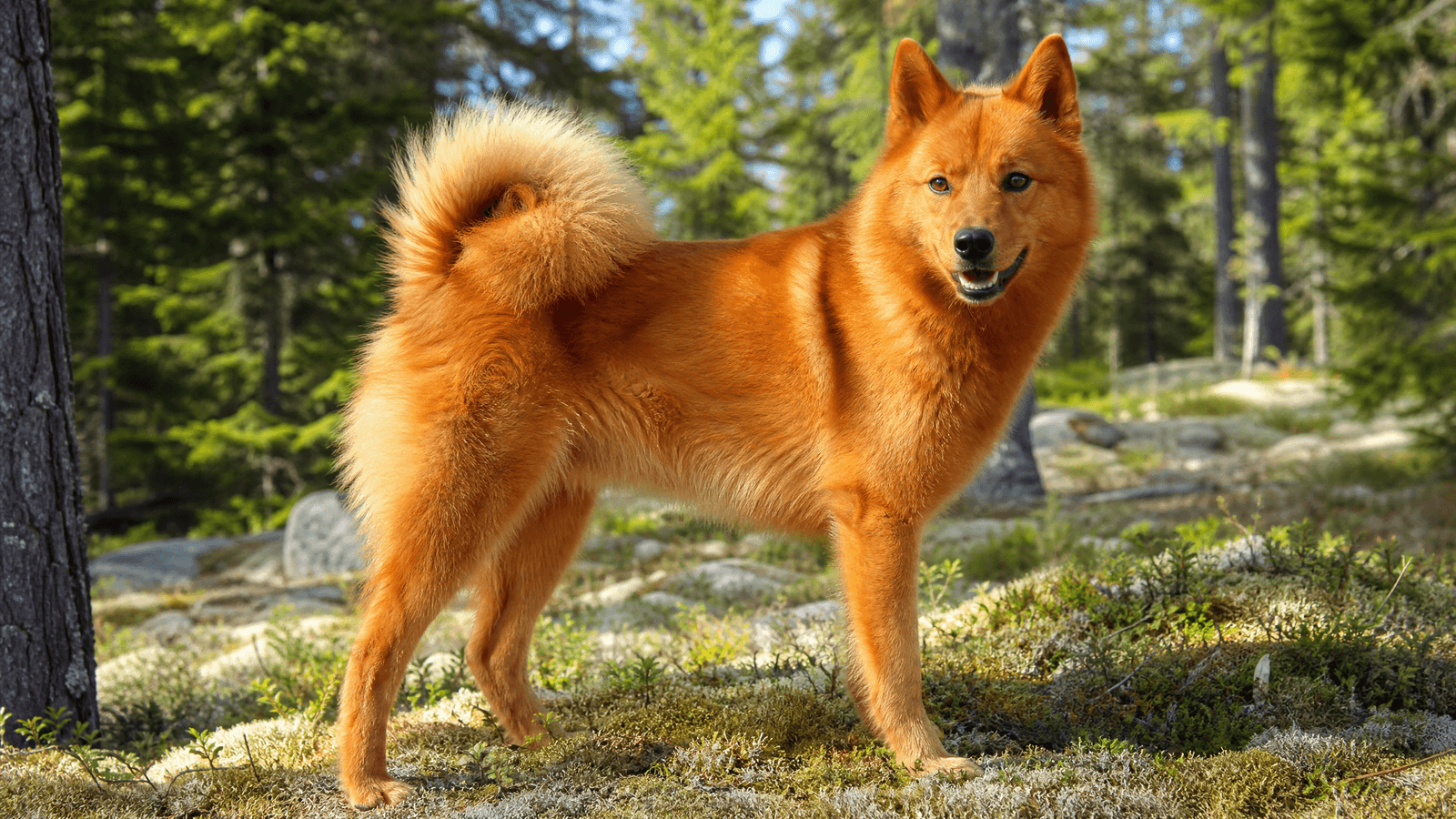 Finnish Spitz