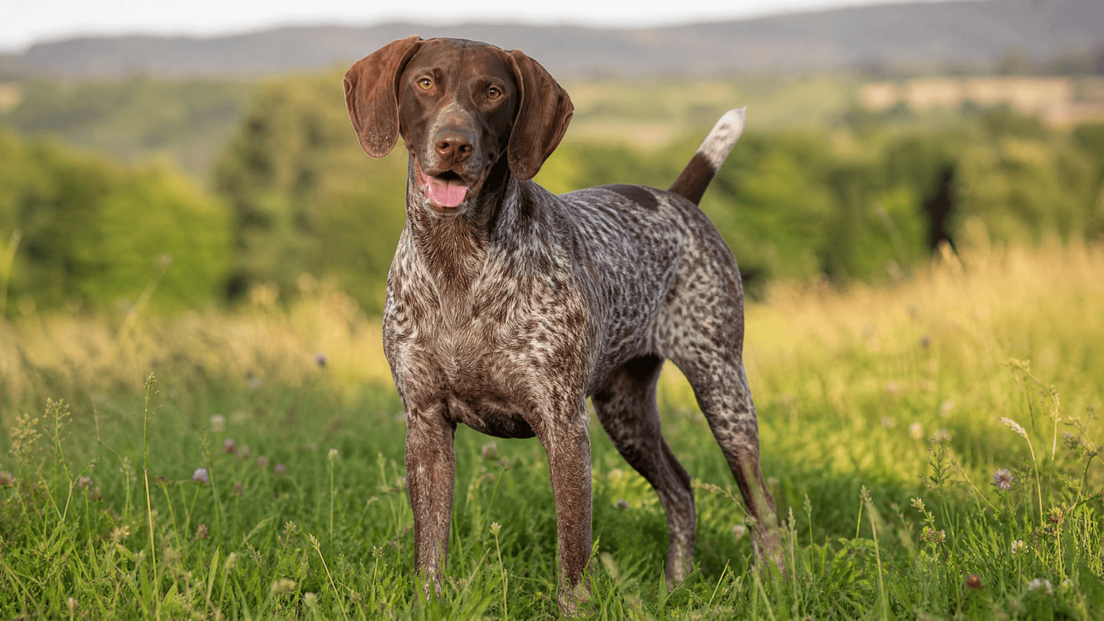 German Shorthaired Pointer