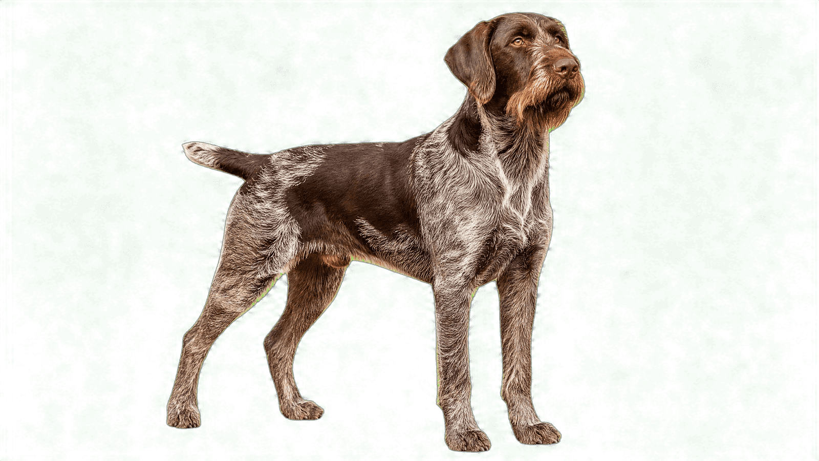 German Wirehaired Pointer