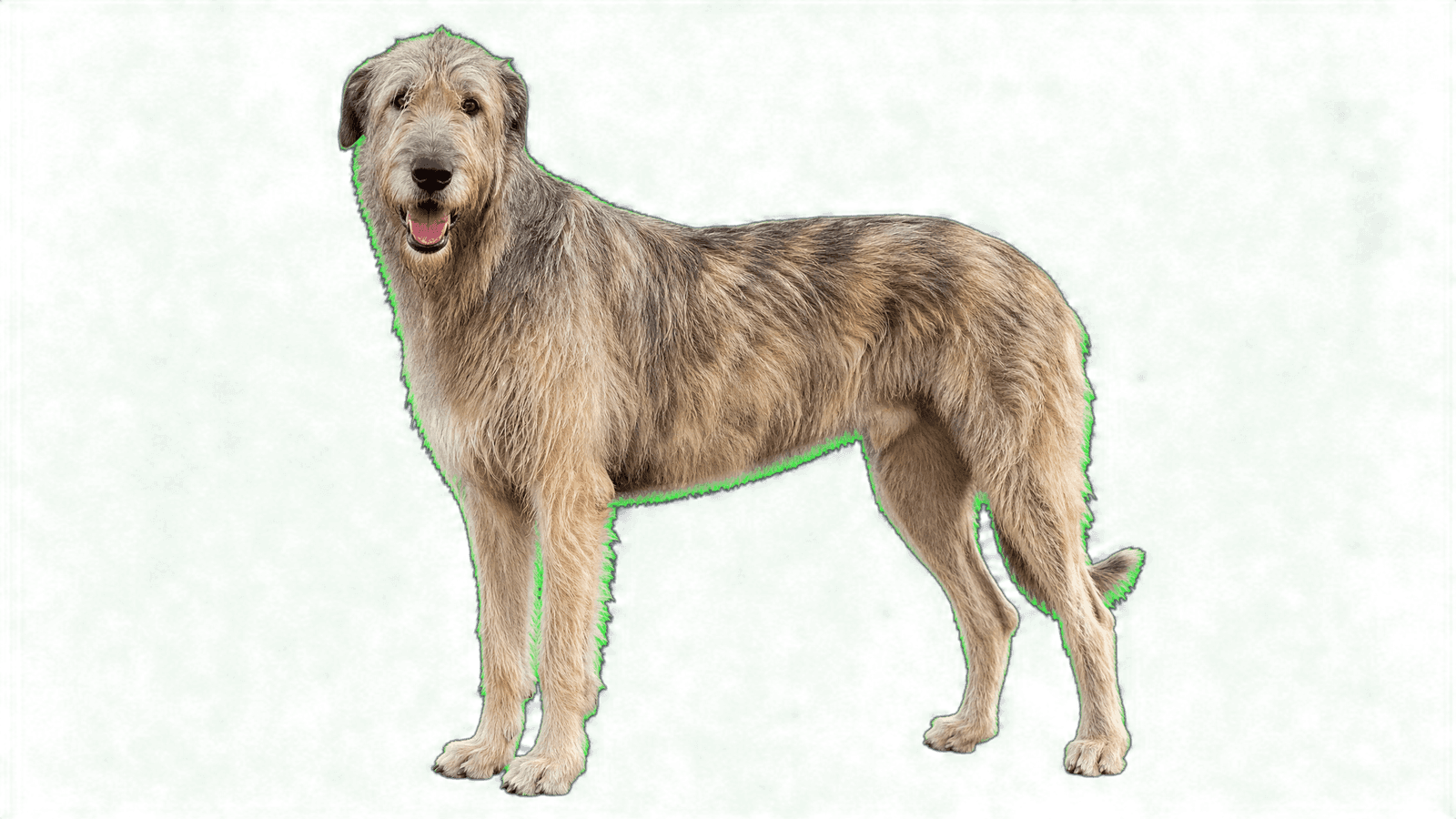 Irish Wolfhound