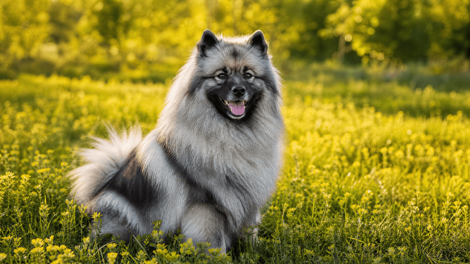 Keeshond