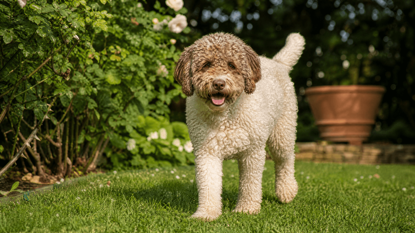Lagotto Romagnolo