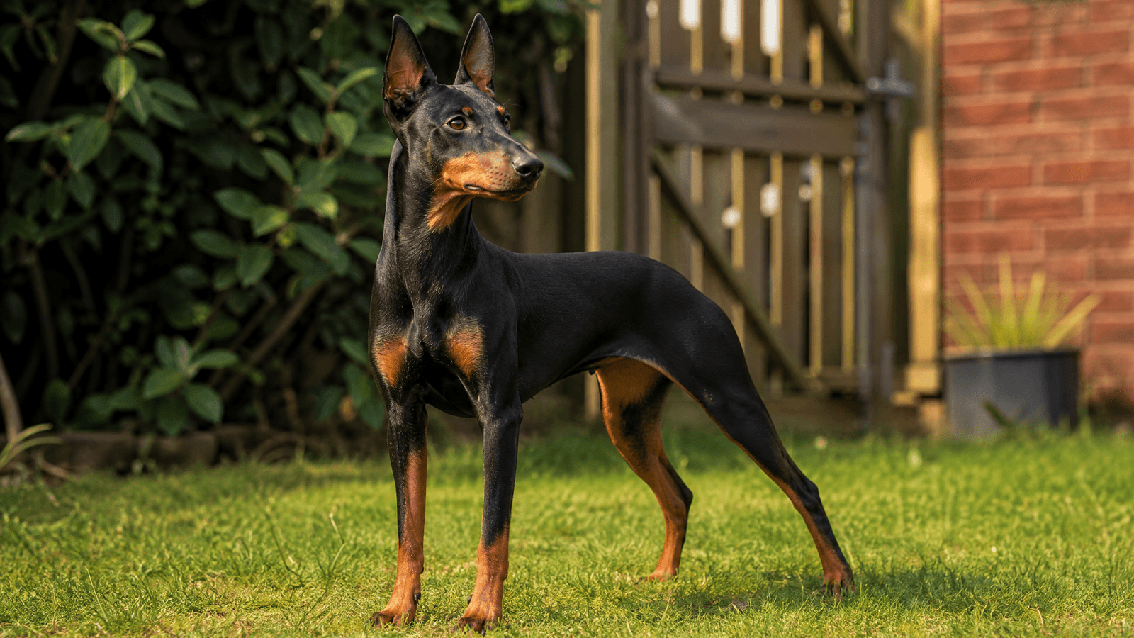 Manchester Terrier