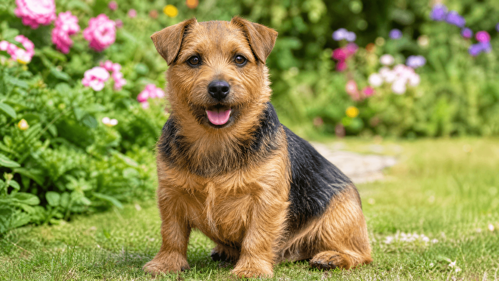 Norfolk Terrier