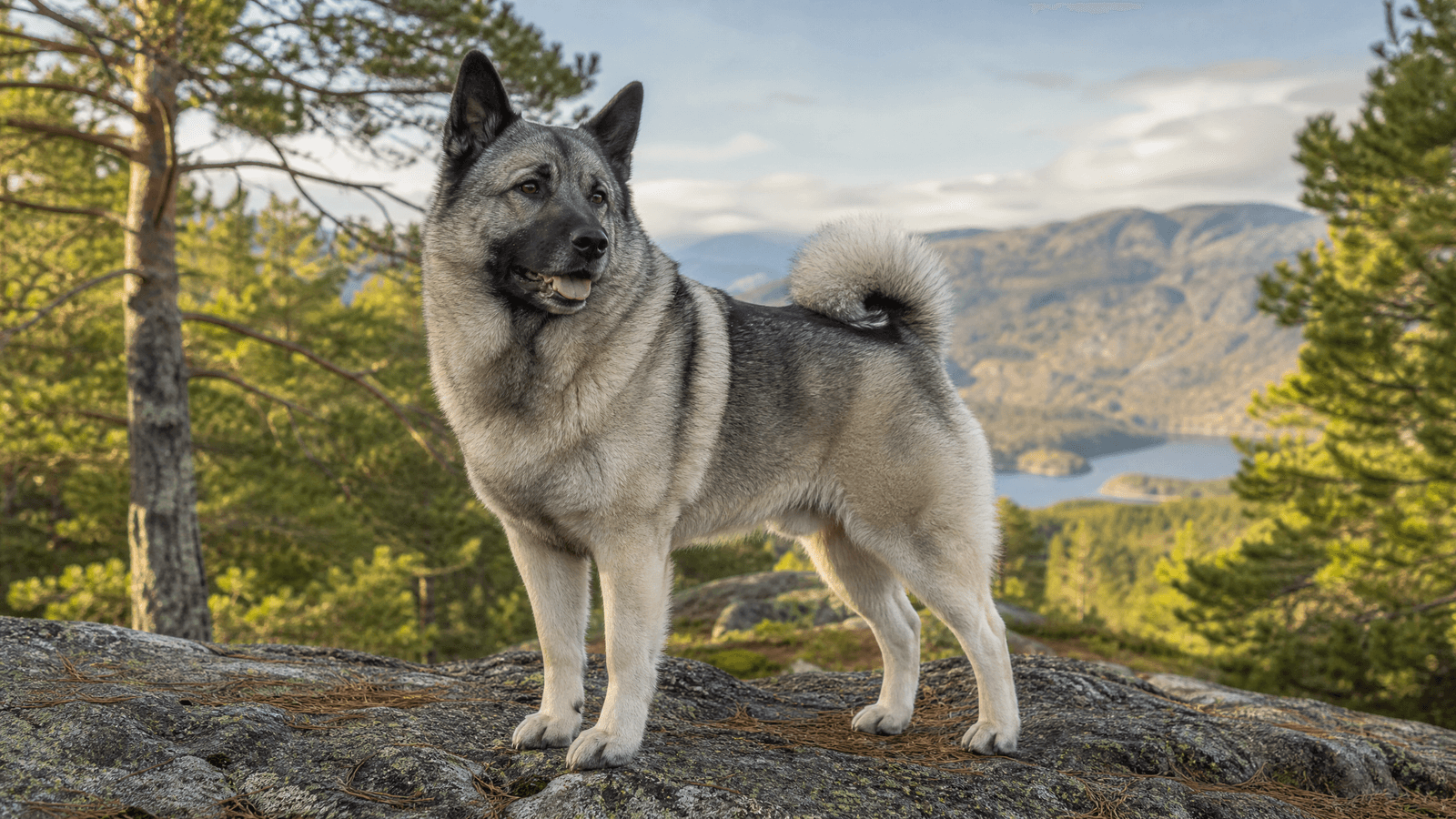 Norwegian Elkhound