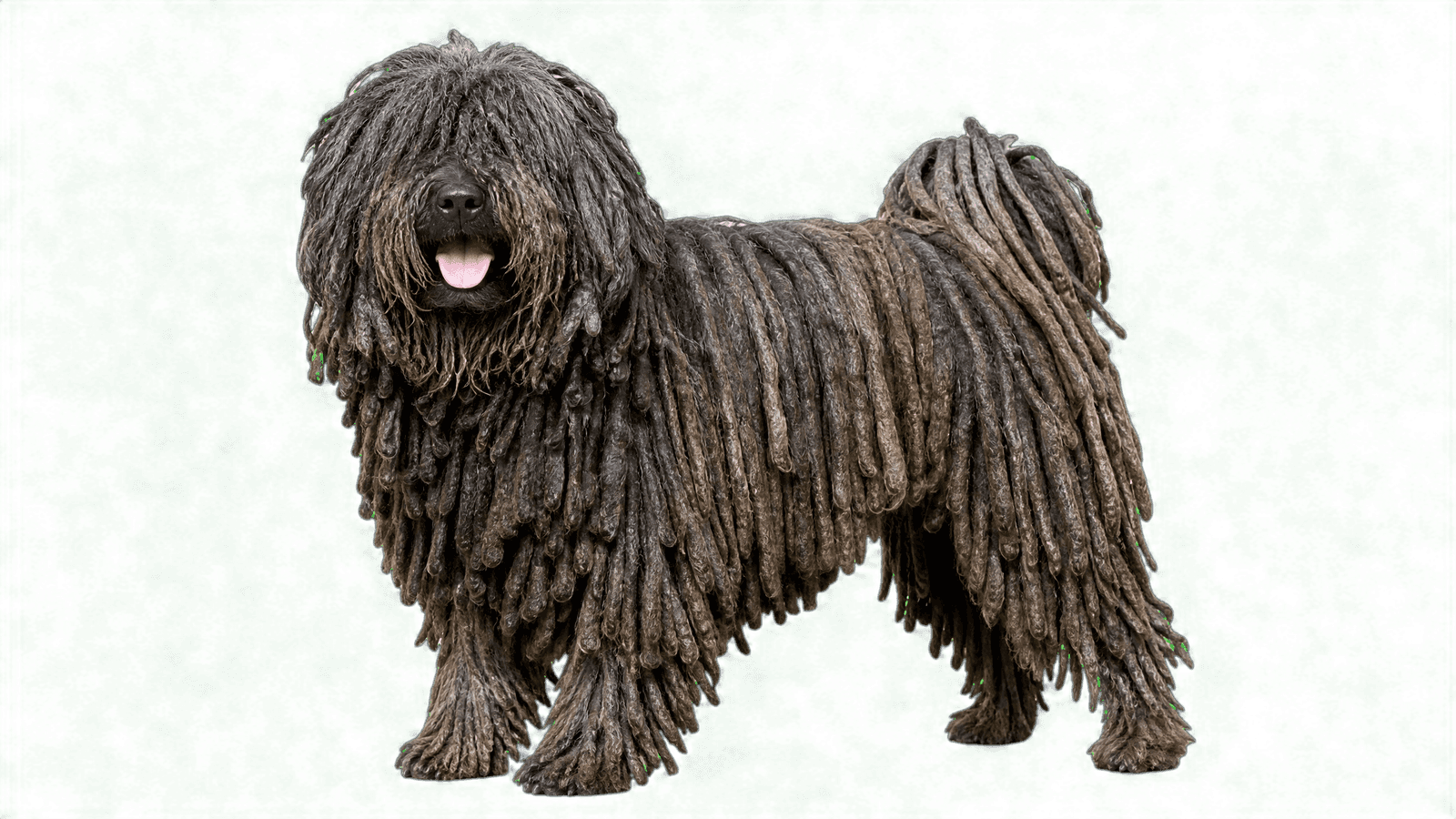 Puli