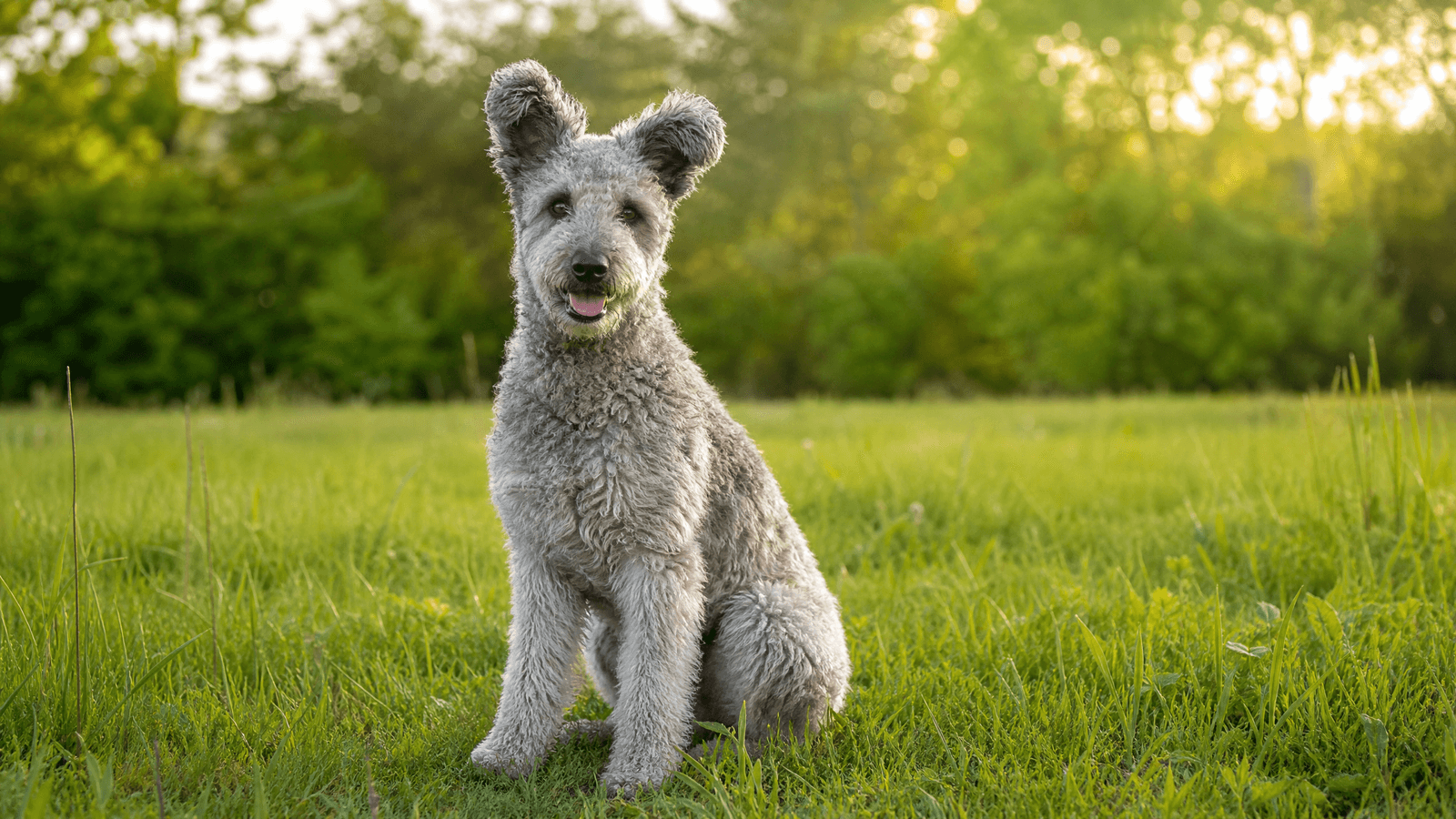 Pumi
