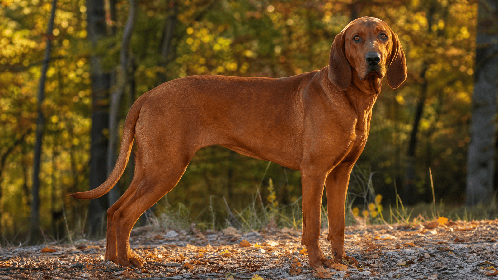Redbone Coonhound