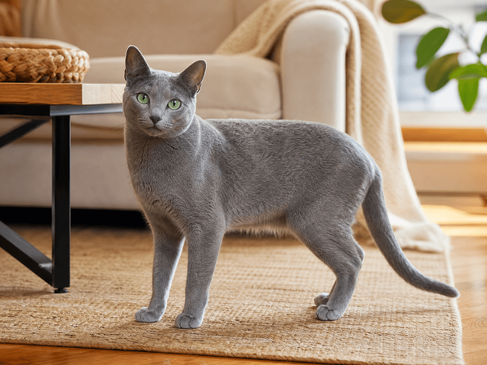 Russian Blue