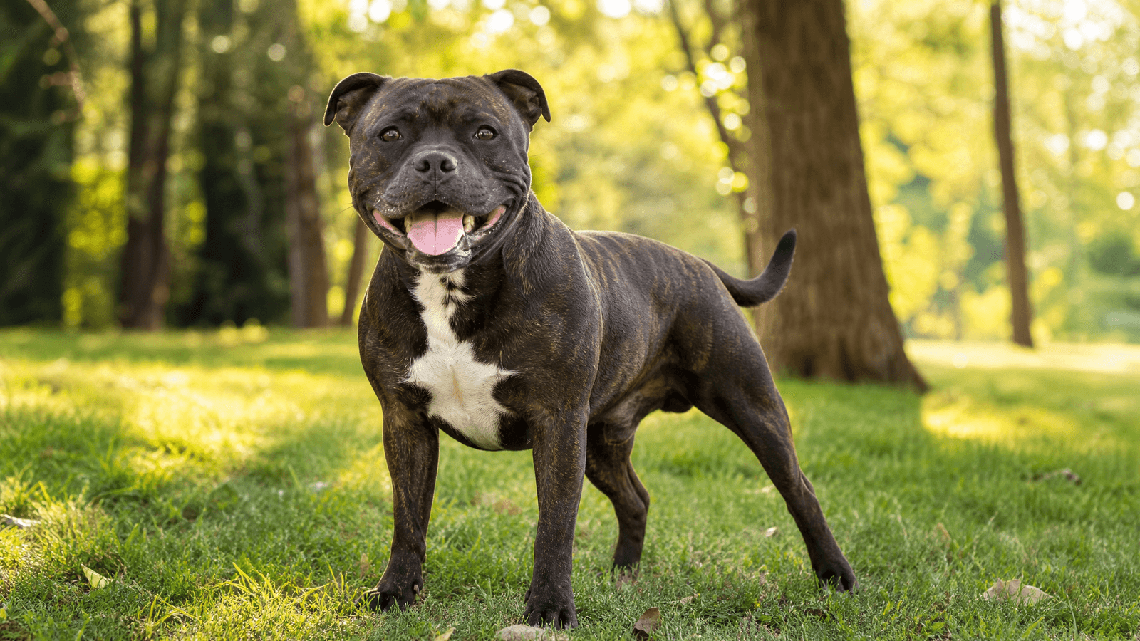 Staffordshire Bull Terrier