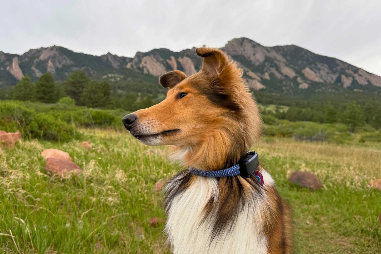 Tractive Smart Dog GPS Tracker view 3