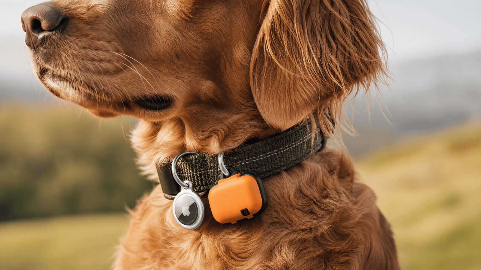 Tractive GPS vs Apple AirTag for Dogs: Which Actually Works?