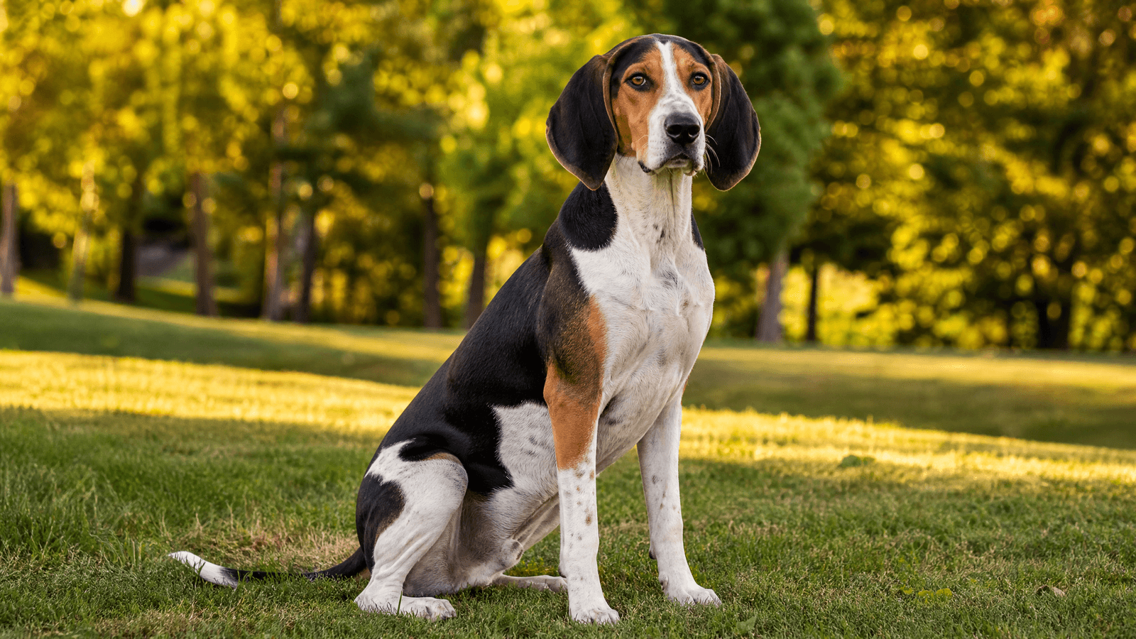 Treeing Walker Coonhound