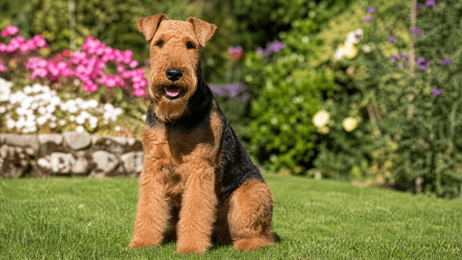 Welsh Terrier