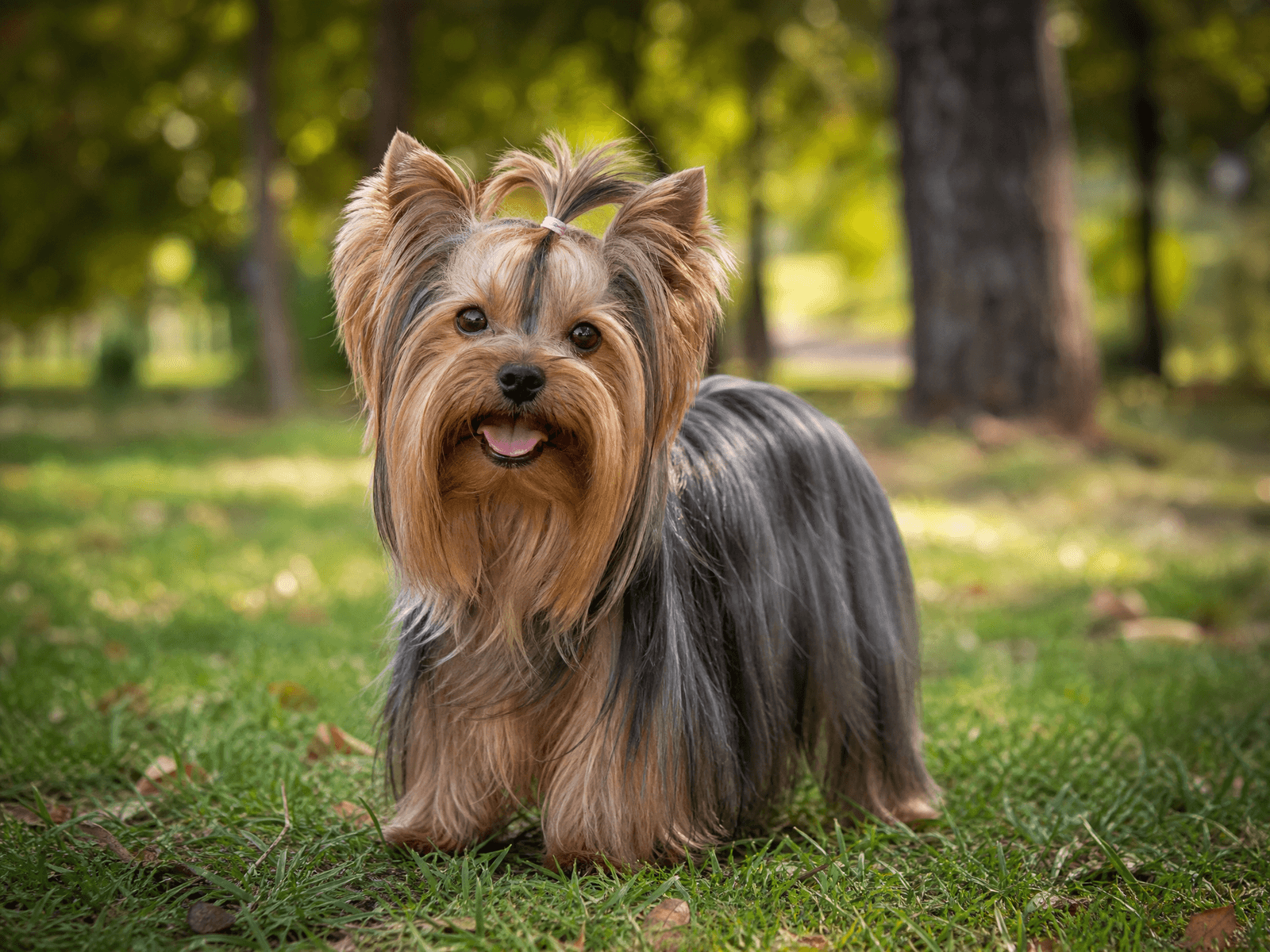 Yorkshire Terrier