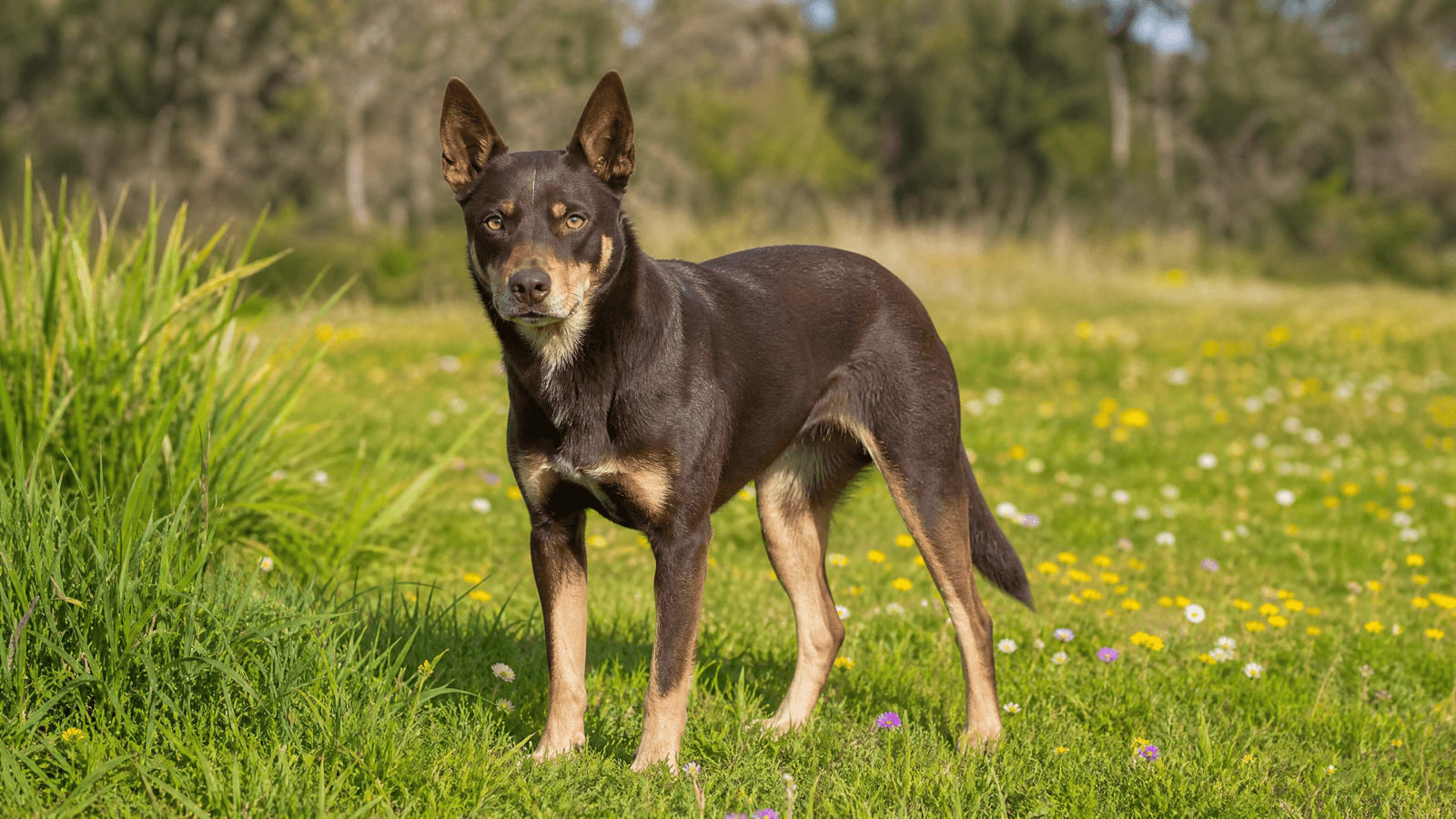 Australian Kelpie