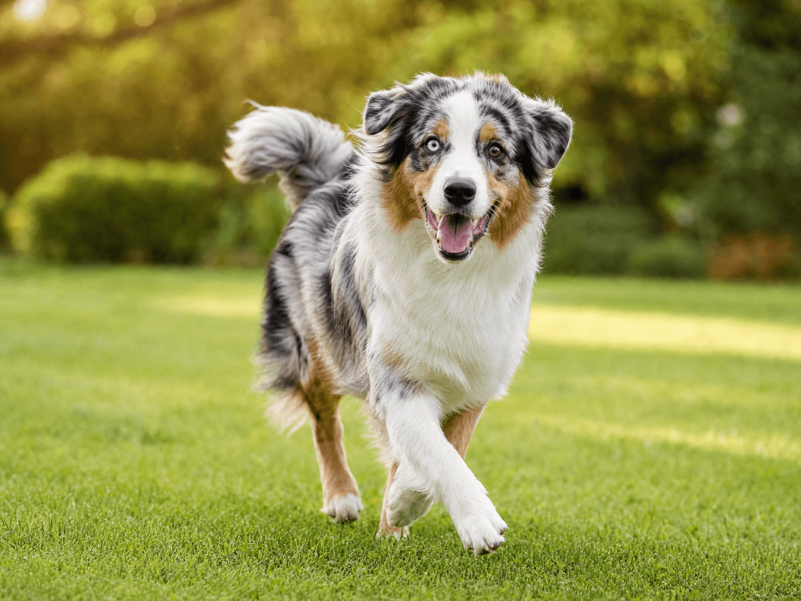 Australian Shepherd
