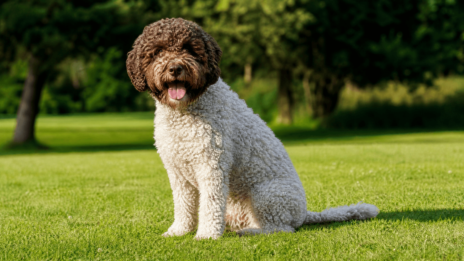 Barbet