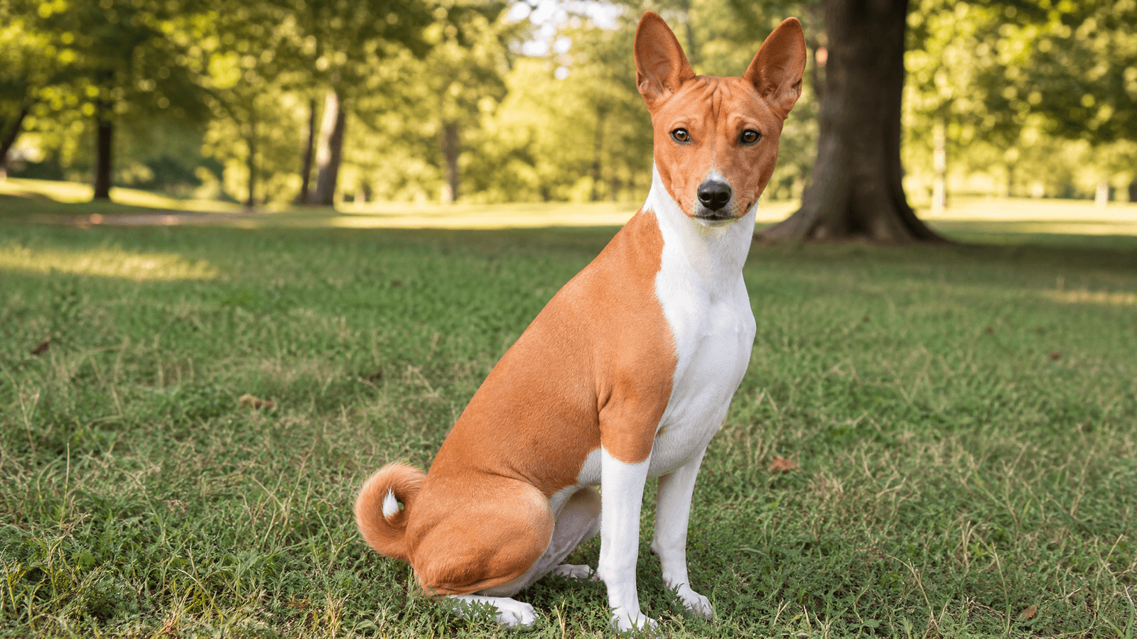 Basenji