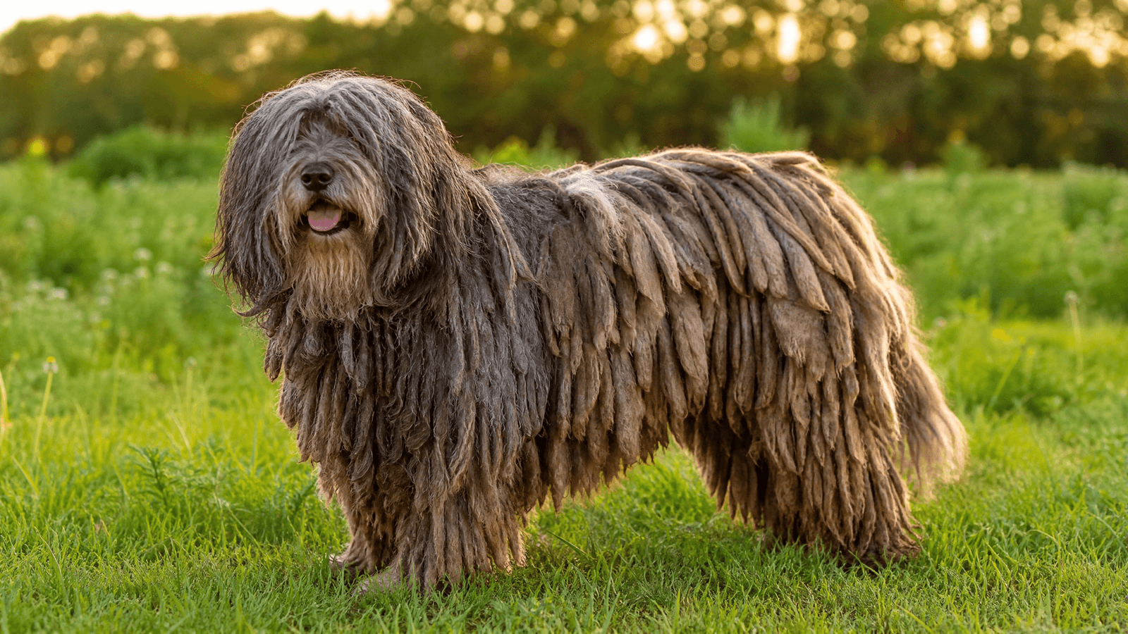Bergamasco Sheepdog