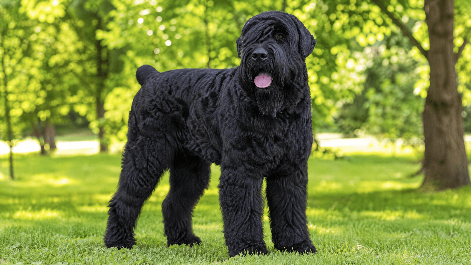 Black Russian Terrier