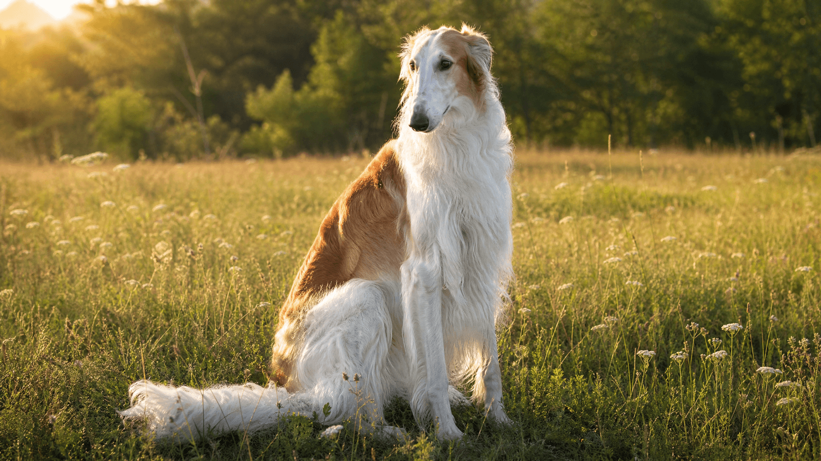 Borzoi