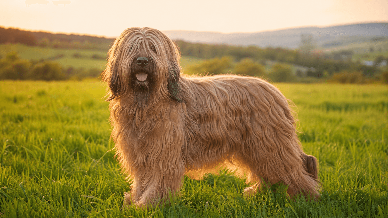 Briard