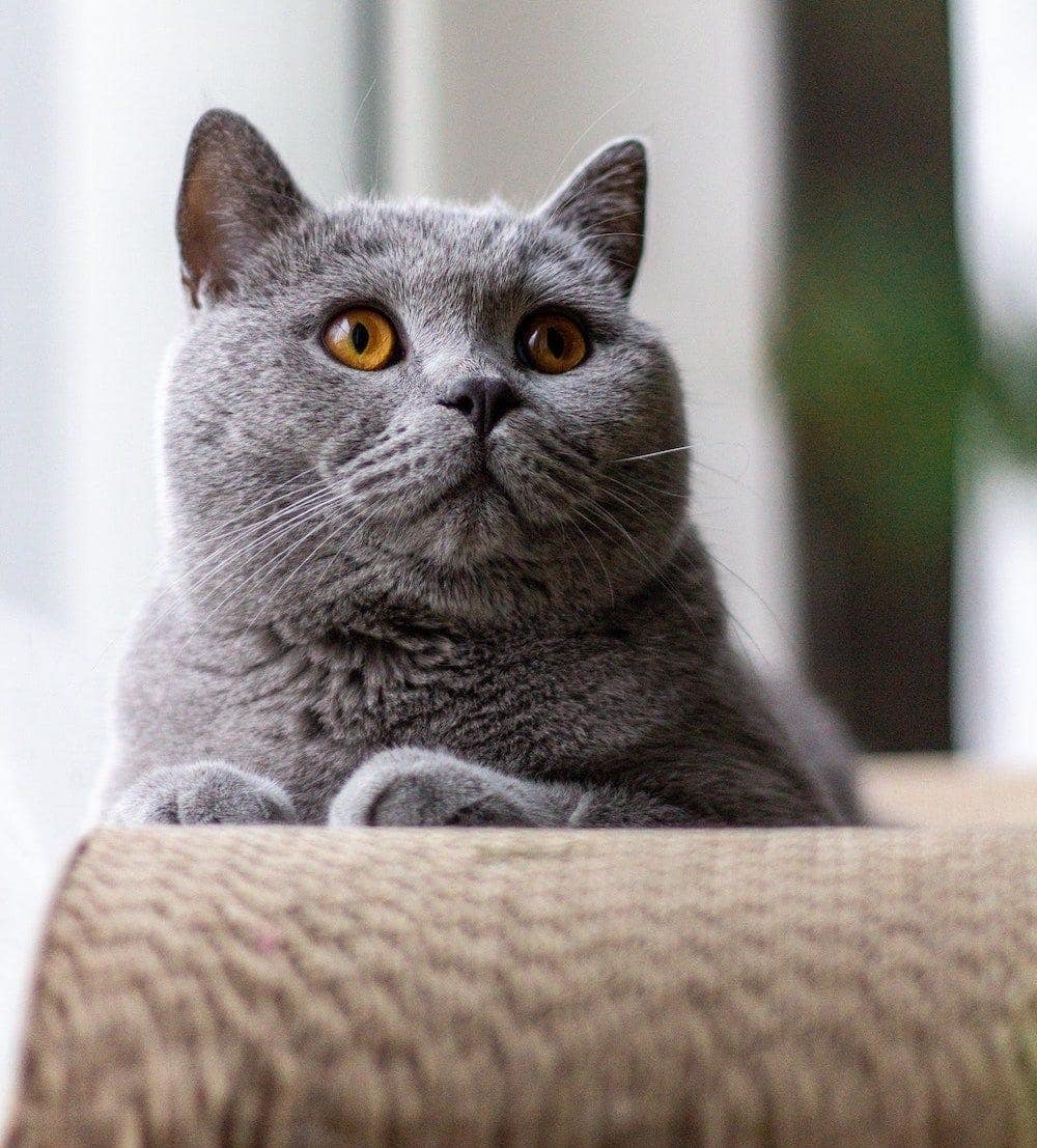 British Shorthair cat